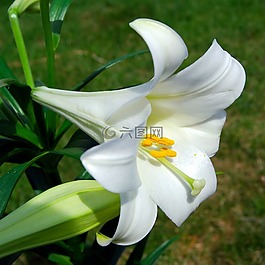 花,复活节,礼来公司