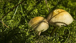 蘑菇,森林,秋季
