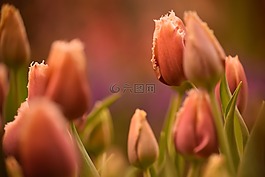 花,玫瑰,自然