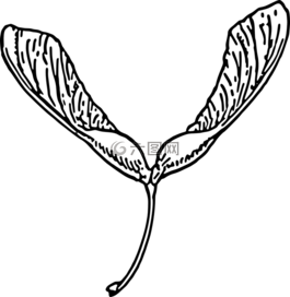 楓,種子,生物學(xué)
