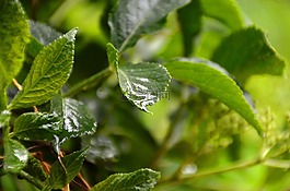 葉子,水,滴