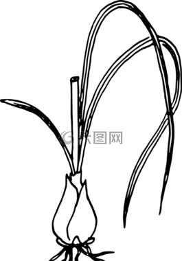 洋蔥,植物,葉子
