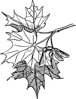 楓,種子,生物學