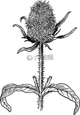 雜草,薊,生物學