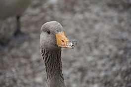 鵝,鳥嘴,盯著