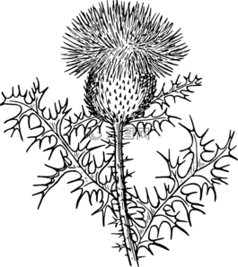 薊,雜草,生物學