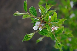 蘋果樹,鮮花,白