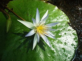 花卉,琳達,湖