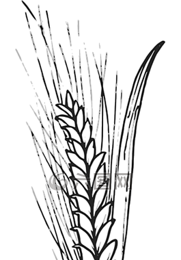 谷物,糧食,玉米