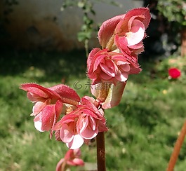 海棠,花,特寫