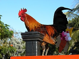 公雞,鳥,站在