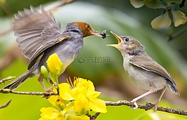 自然,鳥,野生動物