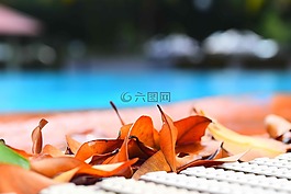 游泳池,葉子,池