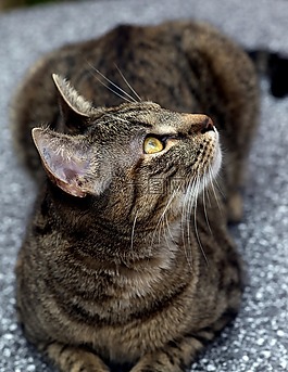 動物,家貓,寵物