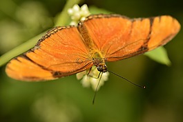 蝴蝶,昆蟲,bug