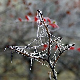 云杉,蜘蛛網(wǎng),冰