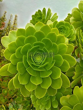 馬洛卡,花,綠色