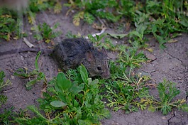 鼠標(biāo),大鼠,灰色