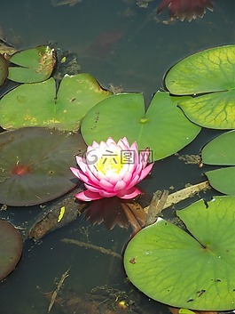 花卉,琳達,湖