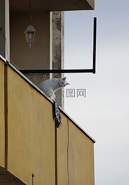 陽臺,貓,建設(shè)