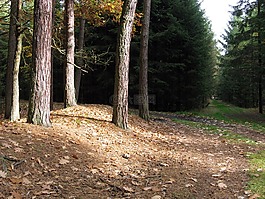 森林,林道,樹