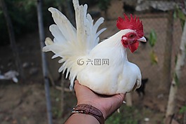 雞,刀片,白色