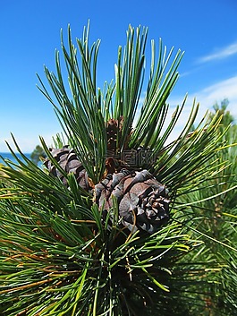 雪松,針葉樹,性質(zhì)