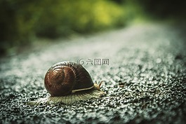 蝸牛,房子的蝸牛,路