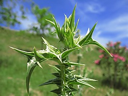 棉花薊,植物,ansarina