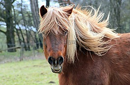 马,haflinger,动物
