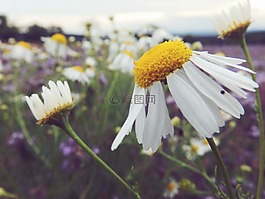 雛菊,夏天,宏