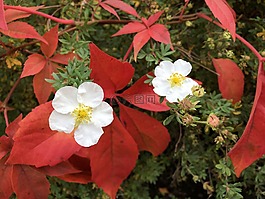花,紅葉,秋