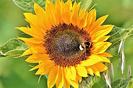 太陽(yáng)花,花,開(kāi)花
