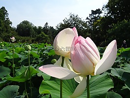 蓮花,巨大的水百合,水