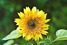 太陽花,花,開花