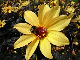 嬌琴紗,花,開花