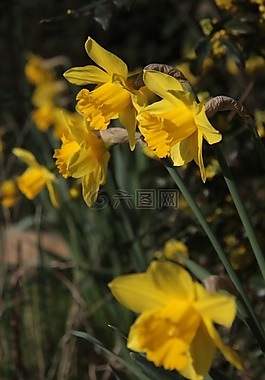 花園,花瓣,性質(zhì)