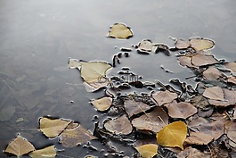 葉浮動(dòng),性質(zhì),秋