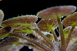 植物,葉,濕