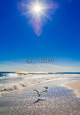 海洋,海灘,海鷗