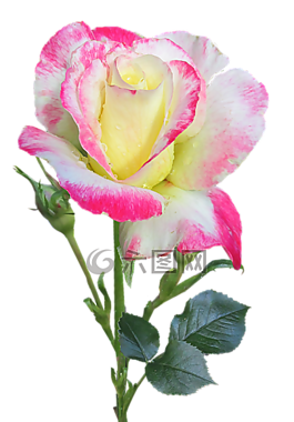 玫瑰,干,雙