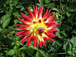 嬌琴紗,花,開花