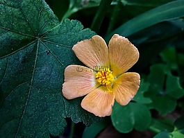 野生花卉,黄,性质