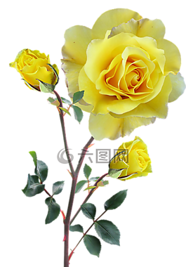 玫瑰,黃色,干