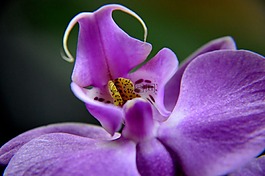 蘭花,花,盛開(kāi)