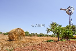 農(nóng)場,樹,農(nóng)村