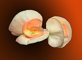 花,橙色,花的