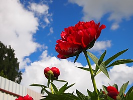 鮮花,花園,牡丹