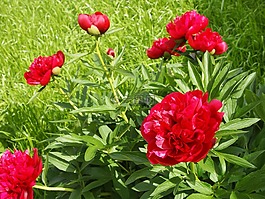 鮮花,花園,牡丹