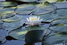 花,蓮花,水百合